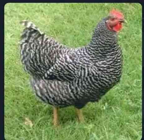 What happened to this fowl,we no dey see them again | MirrorLog